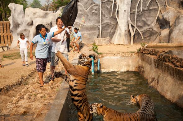 03-trip-advisor-tiger-tourism-adapt-590-1