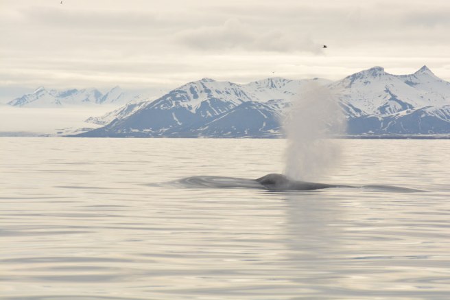 27565946844_cd39113960_b